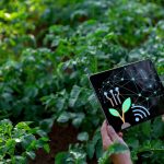 The Potential Impact of Generative AI on the Potato Industry