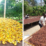 إنتاج وحصاد ومناولة وتخزين الكاكاو