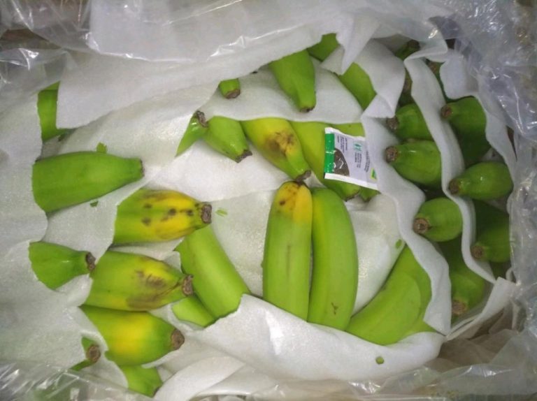 إنتاجية الموز وطرق الحصاد والمعالجة والتخزين