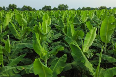 رعاية نبات الموز – الزراعة التجارية للموز