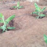 مسافات زراعة الموز وأنظمة الدعم