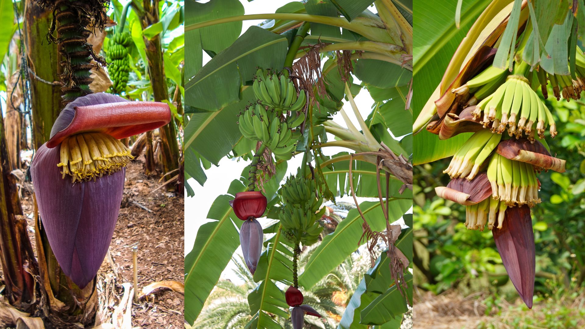 معلومات عن نبات الموز والمتطلبات البيئية