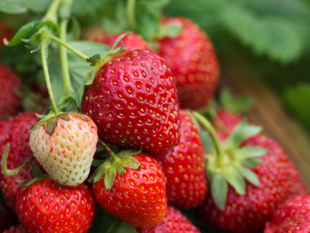 10 beneficios de las fresas para la salud