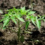 Biostimulants A Tool for a More Conscious Agriculture