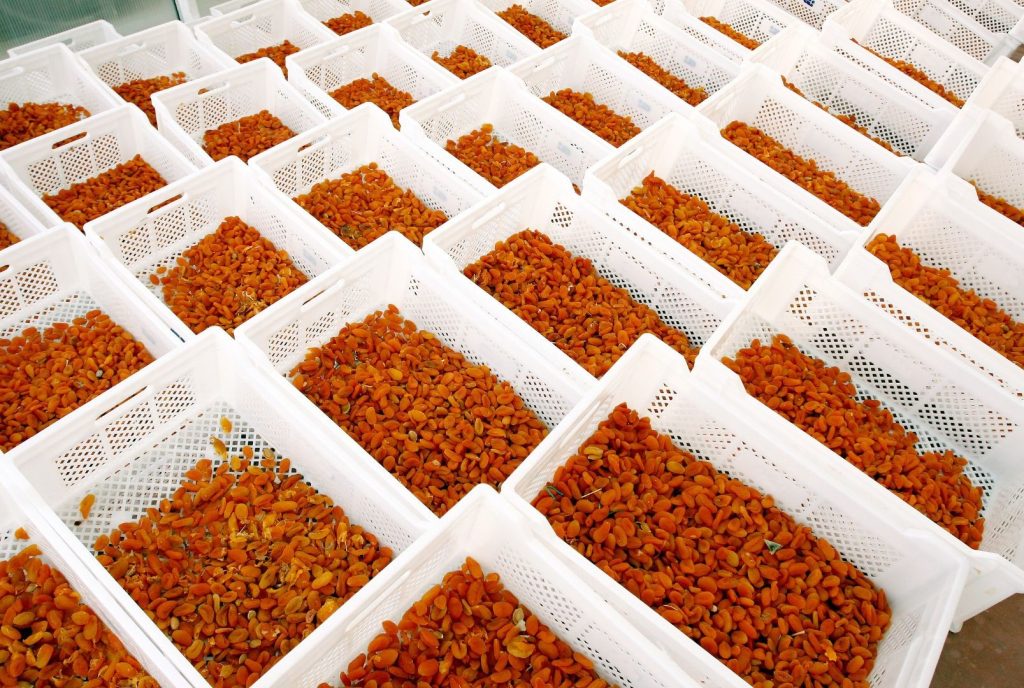 Consumption and Storage Conditions of Dried Apricots 