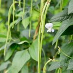 Cowpea Plant Information and Variety Selection