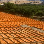 Natural Sun-Dried Apricot Production and Consumption Tips