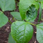 Pest and Disease Management in Cowpea