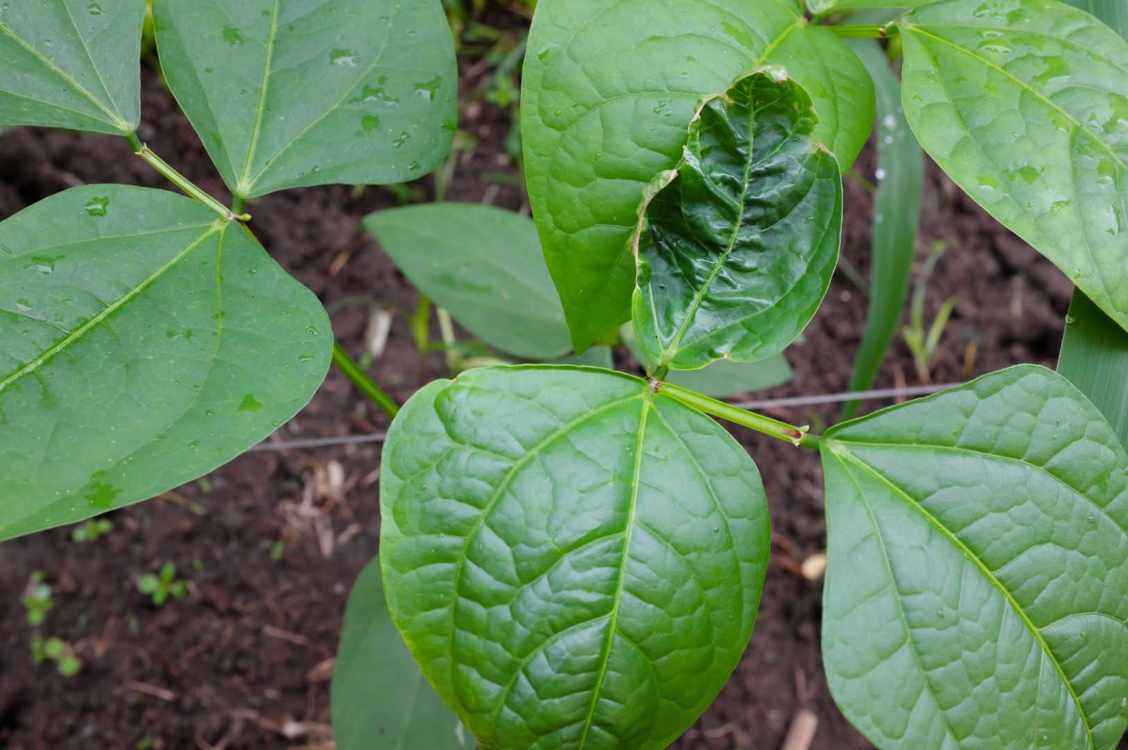 Pest and Disease Management in Cowpea