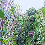 Planting and Caring of Cowpeas - How to cultivate Cowpeas