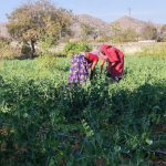 Sustainability Unearthed The Extraordinary Journey of “Ordinary” Peas
