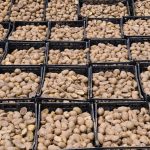 The Importance of Using Certified Potato Seeds