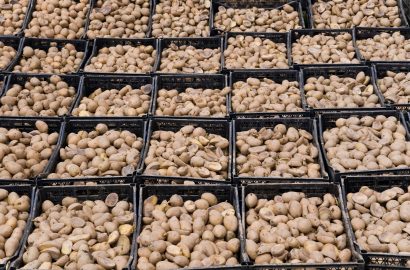 The Importance of Using Certified Potato Seeds