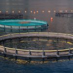 Restorative Aquaculture: Principles for Sustainable Marine Ecosystems