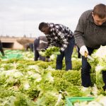 Διασφάλιση Συμμόρφωσης με τους Κανονισμούς Ασφάλειας Τροφίμων: 6 Συμβουλές για Αγρότες και Μεταποιητές Τροφίμων