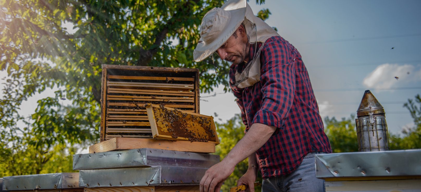 Beekeeping Equipment: Covering the basic tools & protective gear needed for beekeeping