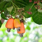 Cashew A high Profitability Versatile Crop - Best Practices, Uses and Market
