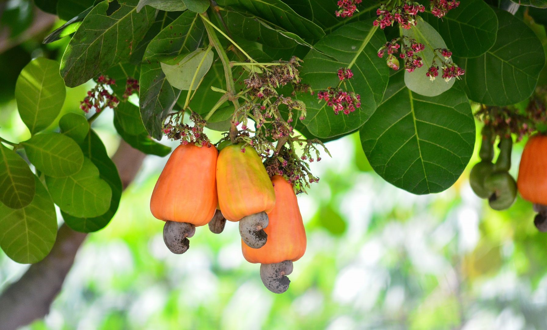 Cashew A high Profitability Versatile Crop - Best Practices, Uses and Market