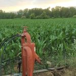 Fabbisogno idrico del mais e sistemi di irrigazione