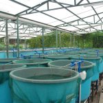 Innovative Climate-Smart Aquaculture Systems for Sustainable Fish Farming