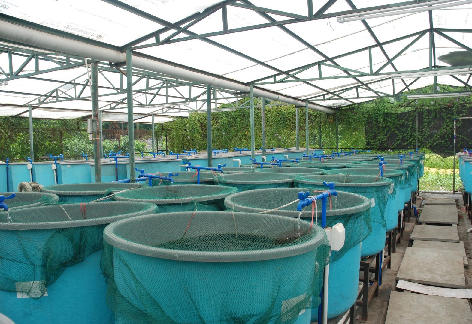 Innovative Climate-Smart Aquaculture Systems for Sustainable Fish Farming