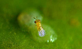 Insectos beneficiosos importantes. Los enemigos naturales de las plagas de los cultivos