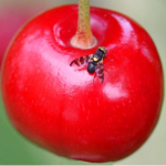 La mosca de la cereza (Rhagoletis cerasi): La plaga más importante del cerezo