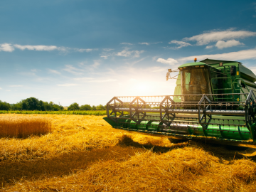 Razones que dificultan la producción y la oferta mundial de trigo