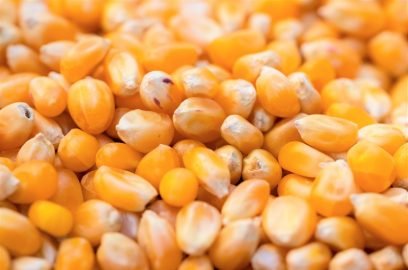 Valore nutrizionale e benefici per la salute del mais