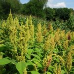 Amaranthus spp. Health Benefits and Cultivation Tips