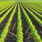 Cómo el monocultivo puede causar autotoxicidad y fatiga del suelo: riesgos, control y beneficios para la agricultura