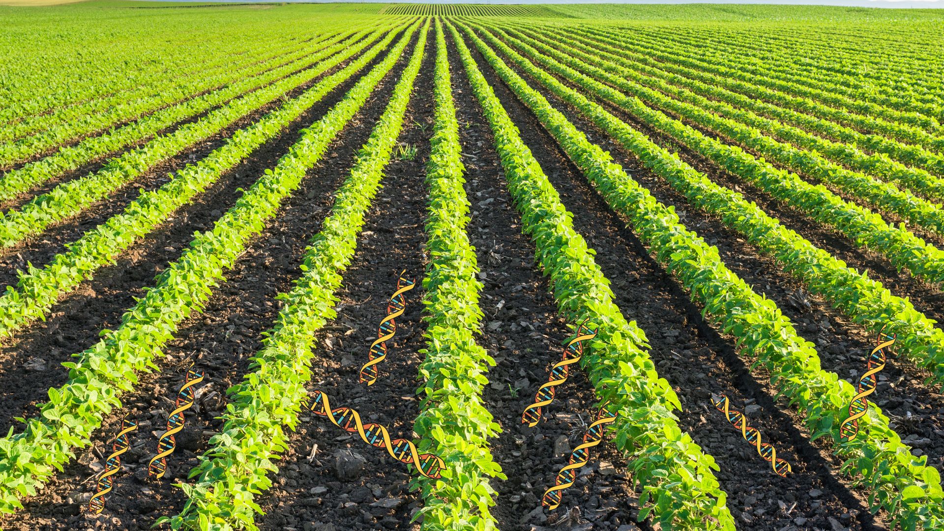 Cómo el monocultivo puede causar autotoxicidad y fatiga del suelo: riesgos, control y beneficios para la agricultura