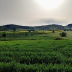 Kebutuhan dan metode irigasi gandum