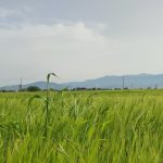 Kiểm soát cỏ dại trong canh tác lúa mạch