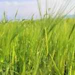 Lúa mạch-Các yêu cầu và phương pháp bón phân