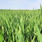 Pengelolaan gulma pada pertanian gandum