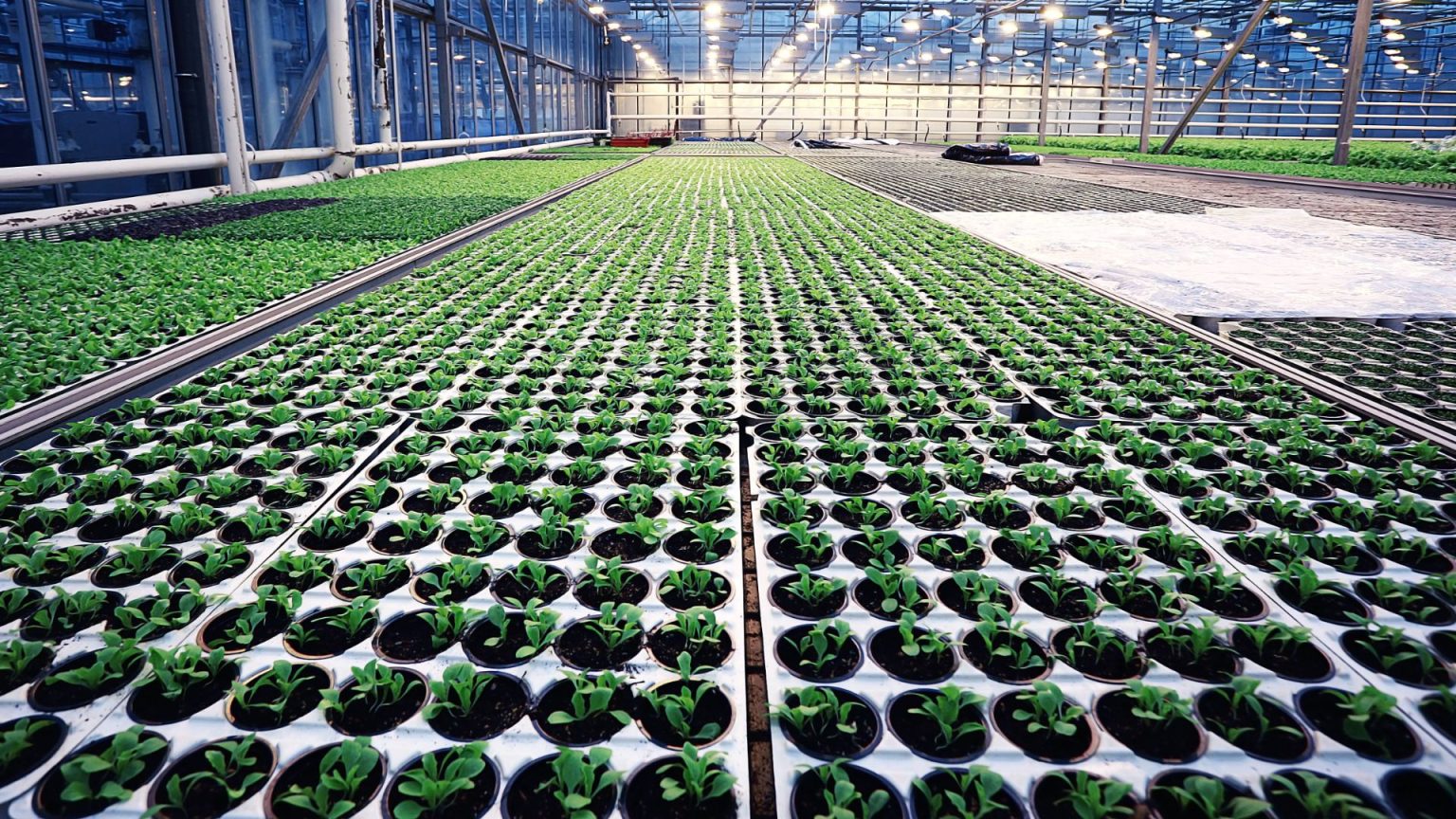 Propagación vegetal - Wikifarmer