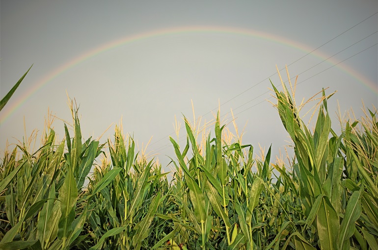 Как выращивать кукурузу с прибылью - руководство по выращиванию кукурузы