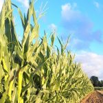 Требования к удобрениям для кукурузы