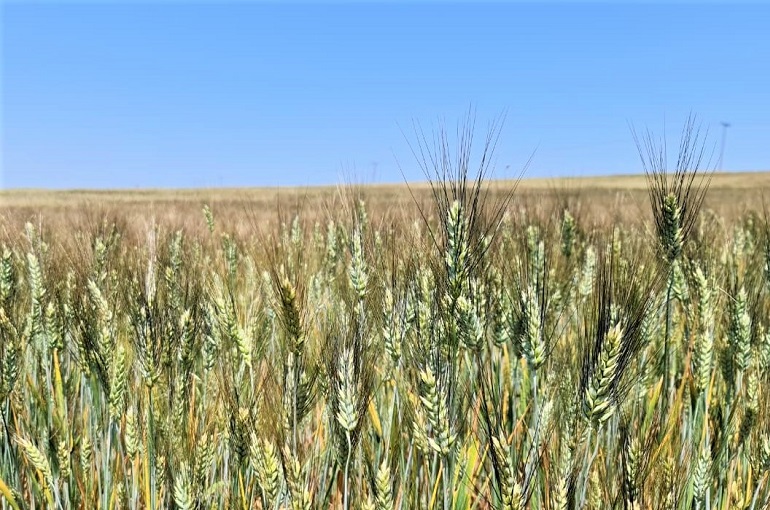 Урожай, сбор и хранение пшеницы