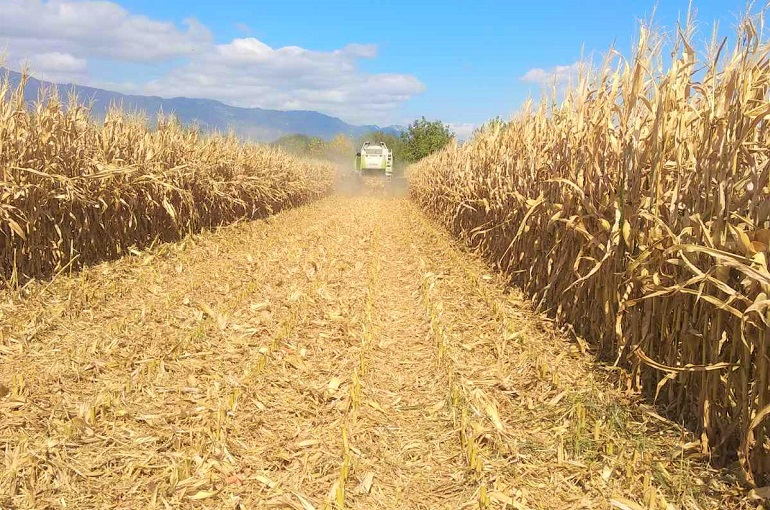 Урожайность, сбор урожая и послеуборочная обработка кукурузы