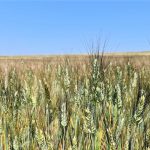밀의 수확량-수확-저장량