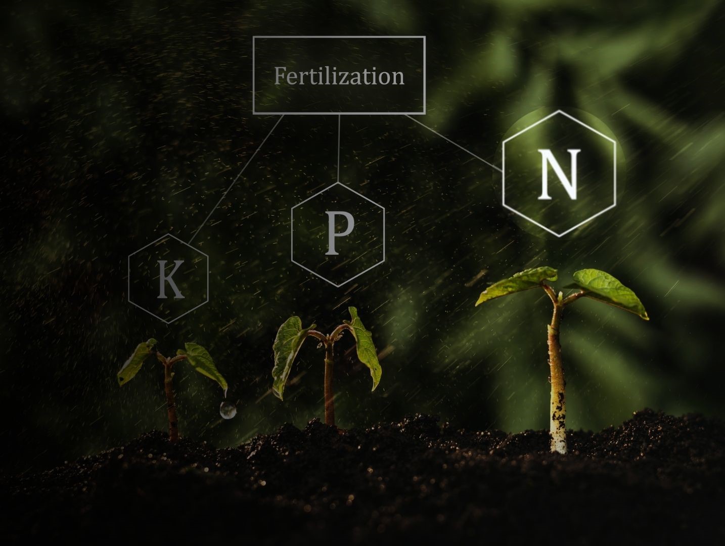 The Importance of Nitrogen for Plant Growth Wikifarmer