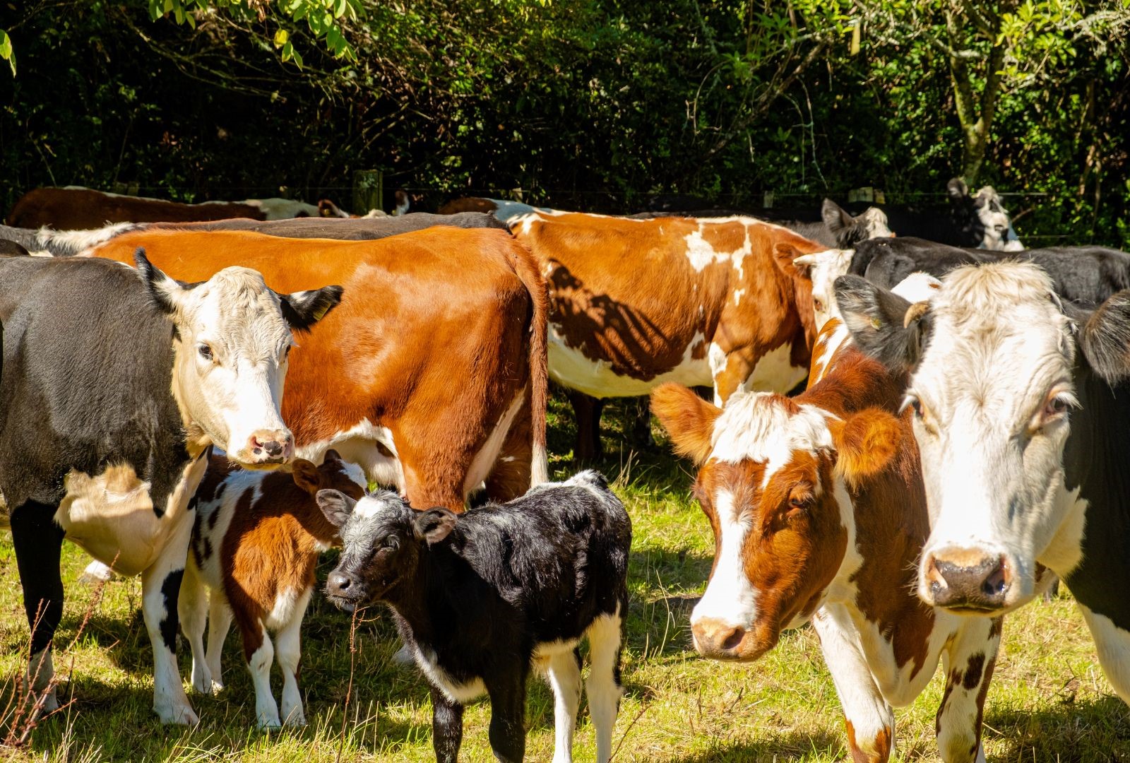 How to Improve Farm Animal Welfare A Guide to Ethical Livestock Care